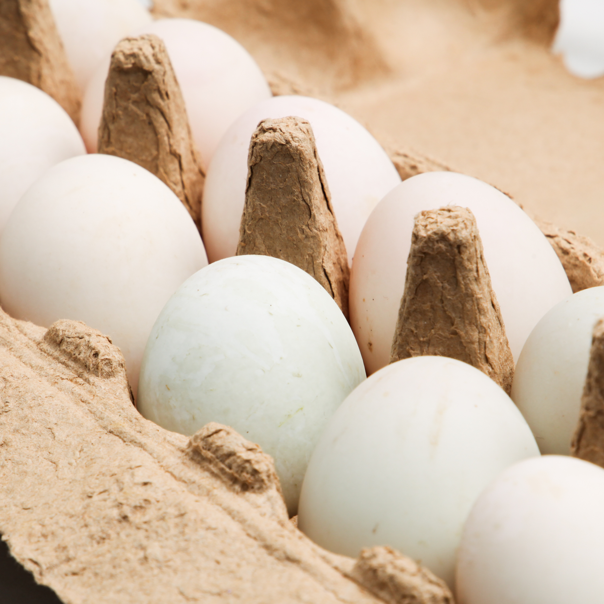 Pasture-raised Duck Eggs 12-Pack